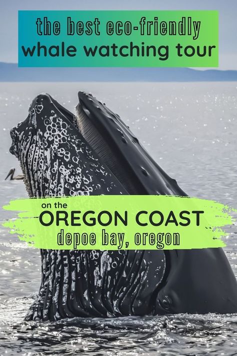 whale image with text the best eco friendly whale watching tour on the oregon coast depoe bay oregon Depoe Bay Oregon, Oregon Trip, Oregon State Parks, Depoe Bay, The Resident, Oregon Travel, The Whale, Oregon State, Amazing Travel Destinations