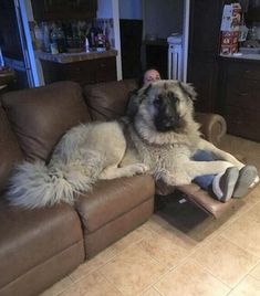 Caucasian Dog, Caucasian Shepherd Puppy, Russian Bear Dog, Dogs Silly, Caucasian Ovcharka, Asian Dogs, Russian Bear, Keeshond Dog, Caucasian Shepherd Dog