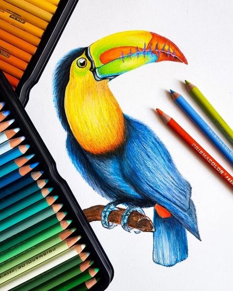 Animal Pencil Drawing Pencil Colours Art Drawings, Pencil Colour Painting, Beautiful Pencil Drawings, Pencil Inspiration, Color Pencil Sketch, Color Pencil Illustration, Prismacolor Art, Pencil Drawings Of Animals, Color Drawing Art