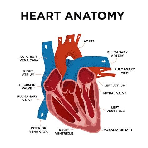 Heart anatomy diagram human heart struct... | Premium Vector #Freepik #vector #human-heart #heart-anatomy #arteries #heart-organ Heart Diagram Anatomy, Heart Anatomy Drawing, Human Heart Diagram, Heart Structure, Tricuspid Valve, Heart Diagram, Mitral Valve, Parts Of The Heart, Heart Anatomy