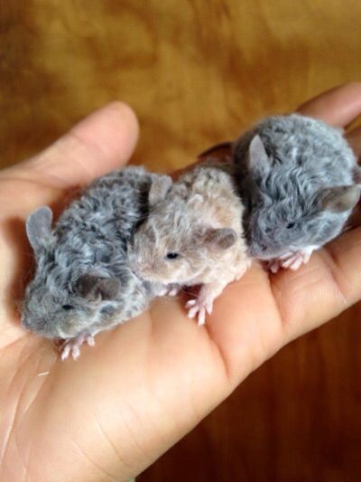 Blue & cream texels Rattus Rattus, Pet Mouse, Fancy Mouse, Pet Rodents, Baby Rats, Funny Rats, Pet Mice, Cute Rats, Chinchillas