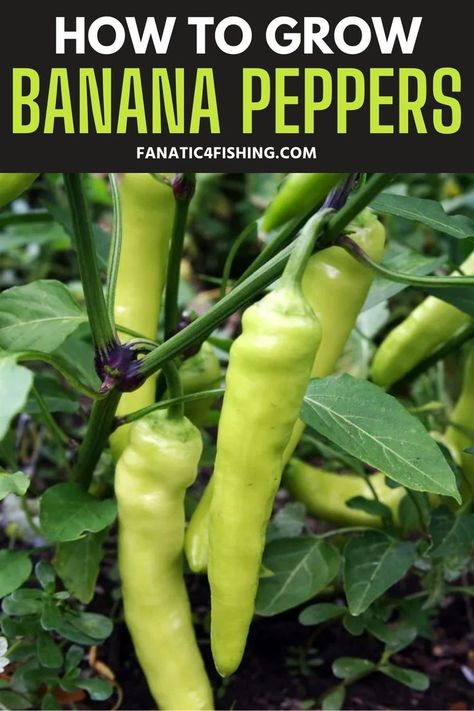 Banana Peppers are extremely easy to grow in your own garden. Will show you all the steps on how to grow banana peppers. How To Grow Banana Peppers, Growing Banana Peppers, Sweet Banana Peppers, Hot Banana Peppers, How To Grow Bananas, Seedlings Indoors, Growing Peppers, Garden Pathways, Backyard Gardens