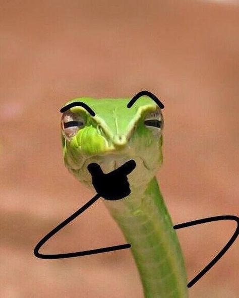 Snake Pics Are Getting A Doodle Makeover And The Results Are Beyond Funny Snakes With Arms, Snake Meme, Snakes Funny, Cute Snakes, Snake Photos, Pretty Snakes, Cute Reptiles, Pet Snake, Cute Snake