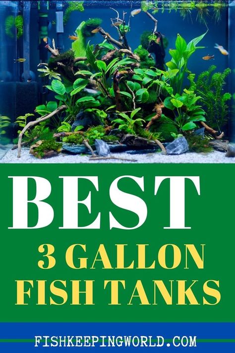 Do you want to know the best 3 gallon fish tanks? A gallon tank is one of the smallest available, so it’s cheap and you should be able to fit it anywhere. This guide reviews the best 3 gallon fish tanks available on the market, as well as how to set one up, stocking suggestions, and much more. #gallonfishtank #aquarium #fishkeeping 3 Gallon Fish Tank, Aquariums Ideas, Fish Tanks Ideas, Cool Aquariums, Glofish Aquarium, Fish For Beginners, Nano Reef Tank, Glass Aquarium, Fish Keeping