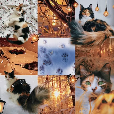 Adopt Idea, Cat Oc, Mood Board Inspiration, Color Palette Design, Pretty Photos, Mood Board Design, Future Design, Colour Palette, Drawing Inspiration