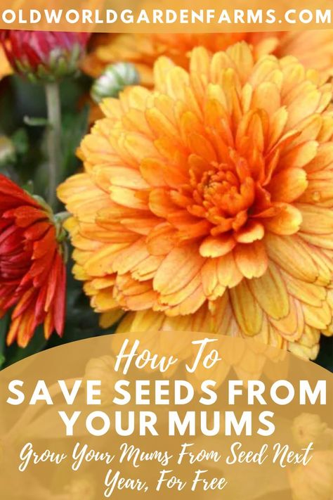 An up close photo of mums in full bloom. Photo from oldworldgardenfarms.com How To Save Seeds, Save Seeds, How To Save Money, Save Money, To Grow, Did You Know, This Year, Seeds, For Free