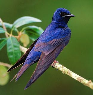 PURPLE MARTIN (Progne subis) -  feeds almost exclusively on flying insects. They may occasionally take insects from the ground. It nests in birdhouses, holes in trees and cactus, or crevices in cliffs and buildings. The nest is made of twigs, plant stems, mud and grasses. They breed throughout temperate North America, in south and south-east Canada, in the whole eastern half of the United States and along the Pacific coast from southern Canada to Mexico. They winter in the Amazon basin. Martin Bird, Purple Martin, Purple Animals, Kinds Of Birds, Blue Birds, Backyard Birds, Bird Pictures, Pretty Birds, Bird Photo