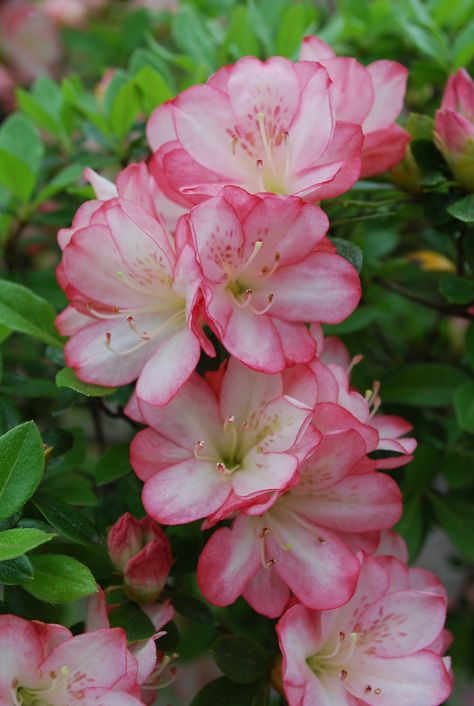 Azalea--colors are so soft and pretty Azela Flowers, Azealia Flower, Azaleas Flower, Flower Azalea, Azalea Color, Bonsai Tree Types, Azalea Flower, Pink Azaleas, Different Types Of Flowers