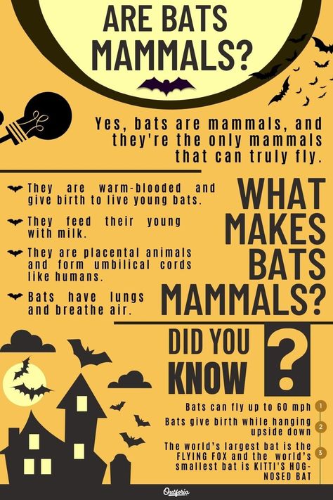 Some people think bats are birds, but did you know that they're the only mammals capable of true flight? Check out Outforia's latest article and learn why bats are not birds and the characteristics they have that make them mammals. Types Of Bats, Bat Party, Bat Facts, Backyard Birds Sanctuary, Bat Species, Mammary Gland, Classroom Treats, Flying Squirrel, Nocturnal Animals