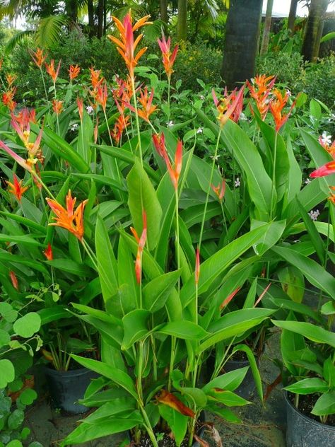 Heliconia psittacorum Heliconia Psittacorum, Heliconia Garden, Heliconia Plant, Funny Vine, Privacy Plants, Birds Of Paradise Flower, Tropical Garden Design, Tropical Backyard, Indoor Flowers