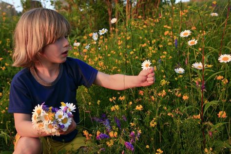 Little Boy Picking Wild Daisies :) Person Picking Flowers, Plucking Flowers, Wild Daisies, Smelling Flowers, Flower Picks, Picking Flowers, Love Flowers, Cool Art, Daisy