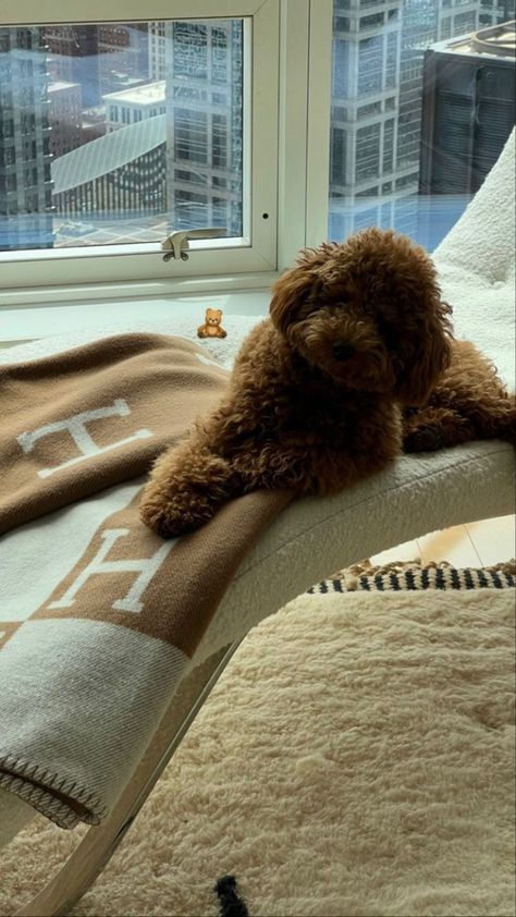 NYC penthouse aesthetic Hermes blanket Decor; house decor; luxury house decor; Diptyque candles; catwalk books; decor books; aesthetic candleholders; coffee table decor photography; old Hollywood style decor Dana Nozime, Old Money Dog, Puppy Mom, Dog Mommy, Funny Hamsters, Very Cute Dogs, Mommy Life, Toy Poodle, Baby Dogs