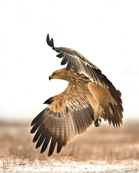 Eastern Imperial Eagle Eastern Imperial Eagle, Raptors Bird, Imperial Eagle, Eagle Pictures, Most Beautiful Birds, Extinct Animals, Bird Artwork, Big Bird, Bird Pictures