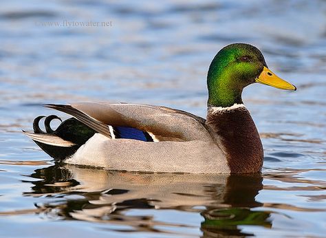 Mallard Drake Duck Photography, Duck In Water, Duck Pictures, Duck Photo, Duck Boat, Duck Art, Duck Decoys, Mallard Duck, A Duck