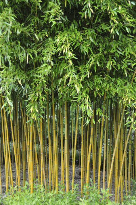 Bamboo: the new trend for your garden | My desired home Bamboo Trees, Yard Plants, Yellow Bamboo, Bamboo Garden, Bamboo Tree, Evergreen Plants, Garden Deco, Bamboo Plants, Hardy Plants