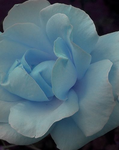 Monet Pond, Rose Blu, Tiffany Rose, Blue Sheets, Colorful Roses, Rose Bush, Blue Roses, Love Rose, All Flowers