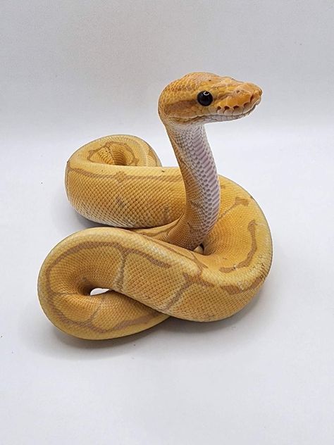 Yellow Ball Python, Banana Python, Snake Reference, Snake Cute, Dream Snake, Rare Albino Animals, Baby Snakes, Pretty Snakes, Colorful Snakes