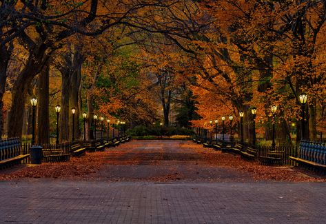 The leaf-covered path in Central Park captures autumn's beauty Park In Autumn, Peter Lik, Central Park Manhattan, Baroque Architecture, Macbook Wallpaper, Autumn Beauty, Autumn Landscape, Tree Stand, Photography Backdrop