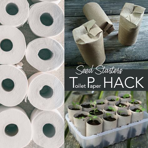 Don’t throw away those used toilet paper rolls! They can be used to create your own disposable pots to start your seeds indoors. Then, when the time is right, transfer your sprouts to your garden.  By using this throwaway item, you can create a more environmentally-friendly way to start your seeds.  This is a wonderful project to do with kids – get them involved! Toilet Roll Plant Pot, Toilet Roll Seed Starter, Toilet Paper Seed Starter, Using Toilet Paper Rolls For Seeds, Toilet Paper Roll For Seedlings, Toilet Paper Plant Starter, Toilet Paper Roll Seed Starter, Starting Seeds In Toilet Paper Rolls, Toilet Paper Roll Seed Starter Pots