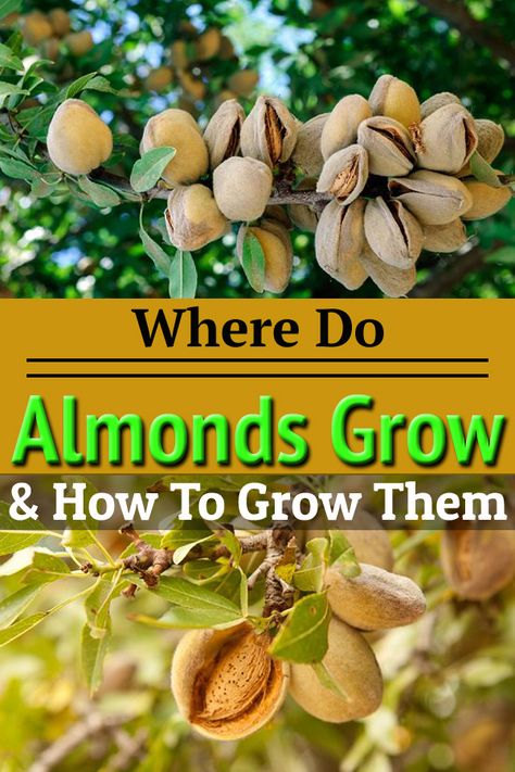 Do Almonds Grow on Trees? If yes, how to grow an almond tree? Growing almonds is easy? Find the answers to these questions in this article! How To Grow Almonds, Growing Almond Trees, Growing Almonds, Grow Almonds, Almond Plant, Design Garden Ideas, Nut Trees, Tattoo Plant, Growing Fruit Trees