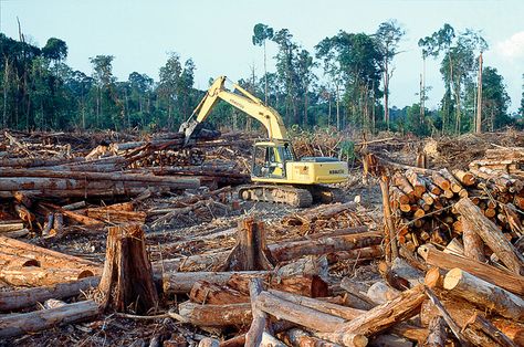 pictures of destruction of the rain forests | Turning the Page on Rainforest Destruction: Children’s Books and the ... Save Planet, Amazing Trees, Paper Industry, Permaculture Design, Rain Forest, Tropical Rainforest, Environmental Issues, Palm Oil, Planet Earth