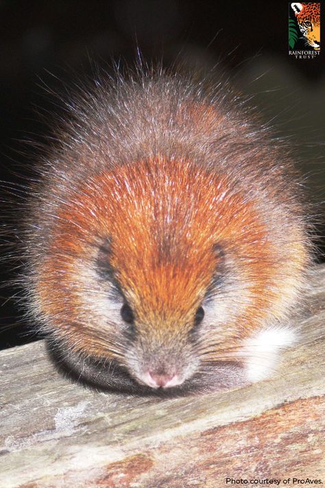 Meet the Santa Marta Toro! Critically Endangered, this little rodent had not been seen for over 100 years until one individual was spotted in the El Dorado Nature Reserve in 2011. Learn more about this area and the critical habitat it provides for many endemic threatened species- including this one- by clicking on the image! Tree Rat, Extinct Animals, Rare Animals, Santa Marta, Gerbil, Endangered Animals, Weird Animals, Endangered Species, Hamsters