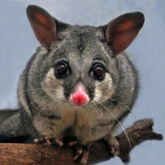 Australian Possum, Brushtail Possum, Australian Mammals, Animals Of Australia, Australia Nature, Australian Fauna, Australia Animals, Australian Flora, Australian Wildlife