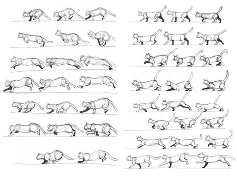 Paula Davey, Animation Module: Cat Movement Cat Movement, Creature Animation, Cats Poses, Animation Walk Cycle, Running Drawing, Movement Drawing, Walk Cycle, Cat Drawing Tutorial, Cat Anatomy