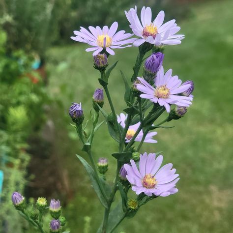 Attracting Butterflies, Carl Linnaeus, Flower Identification, Aster Flower, Bunny Painting, Pale Lavender, Garden Accents, Attract Butterflies, Month Flowers