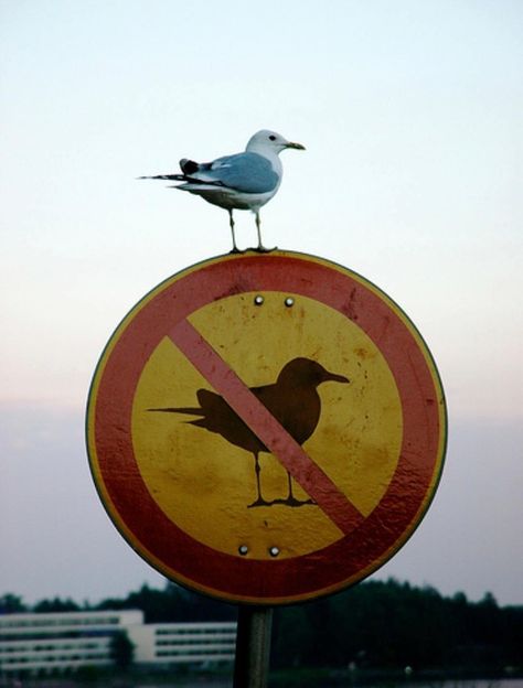 Seagull Funny, Perfectly Timed Photos, Memes Humor, Thug Life, Funny Animal Pictures, Funny Pins, Funny Signs, Animal Memes, Bones Funny