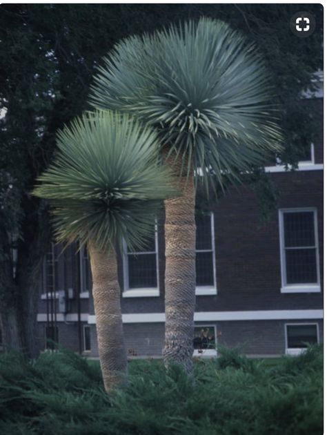 Yucca Rostrata Garden, Beaked Yucca, Yucca Tree, Yucca Rostrata, Purple Flowering Plants, Palm Trees Landscaping, Yucca Plant, Dry Garden, Desert Garden