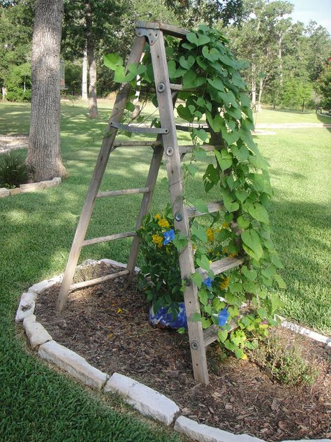 We had this old ladder and used it in the garage to “store” stuff until a couple three years ago, I decided to put it in one of my flower beds and use as a trellis.  I have been plantin… Ladder Garden, Ladder Trellis, Garden Ladder, Backyard Sanctuary, Old Ladder, Morning Glories, Wooden Ladder, Garden Trellis, Wooden Garden