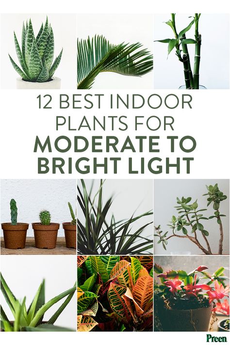 Bright Light House Plants, Bright Light Plants Indoor, Bright Direct Light Plants, Bright Indirect Light Plants, Plant 101, Bright Light Plants, Humidity Plants, Houseplants For Low Light, Plant Knowledge