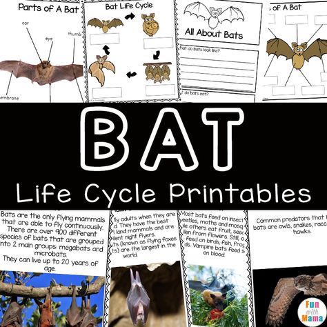 A fun way to learn about the bat life cycle is with this Bat Facts for kids science unit pack. Learn about the bat habitat, more about the bat species and more information about bats Bat Learning Activities, Bat Facts For Kids, Bats Unit Study, Bat Lessons, Bats Science, Bat Project, Bat Habitat, Bats Unit, Bats Activities