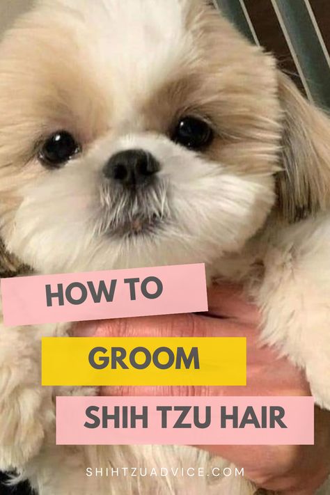 How To Groom Shih Tzu Hair? How To Cut My Shitzu Hair, Shih Tzu Winter Haircuts, Grooming Shih Tzu Face, Shitzu Haircuts Boy Shih Tzus, How To Groom A Shih Tzu At Home, Shih Tzu Grooming Styles Teddy Bears, Shitzu Puppies Haircuts, Shichon Grooming Styles, Shitzu Haircuts Boy