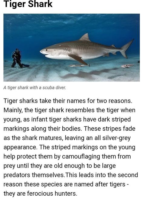 Tiger Shark Facts, Marine Biology Books, Shark Study, Silly Shark, Shark Underwater, Shark Board, Biology Books, Shark Finning, Oceanography Marine Biology