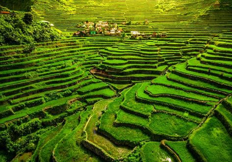 10 Terrace Farming Around The World | Types Of Farming Banaue Rice Terraces, Types Of Farming, Banaue, Mindoro, Puerto Princesa, Rice Terraces, Baguio, Tourist Spots, Palawan