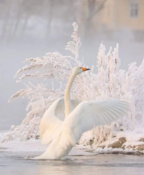 Finland Lapland, Theme Background, Winter Animals, White Swan, Dark Photography, Winter Aesthetic, Winter Landscape, Winter Scenes, Animals Friends