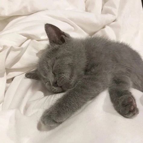 Dream's Cat, Grey Kitten, Sleeping Kitten, Gray Cat, Silly Cats Pictures, Grey Dog, Sleepy Cat, Russian Blue, Cat Aesthetic