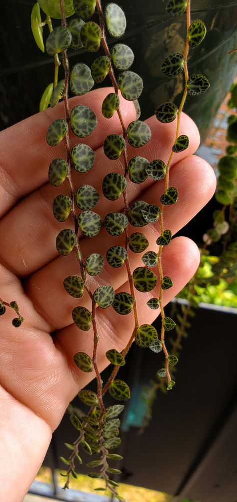 String of turtles - Prostrata Peperomia. Each leaf looks like turtle shells. New growth, baby leaves. Turtle Plant, Indoor Gardening Ideas, Baby Turtles, Dream House Rooms, Indoor Gardening, Plants And Flowers, House Rooms, Gardening Ideas, Succulent