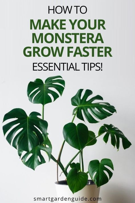 Growing Monstera, Monstera Deliciosa Care, Monstera Plant Care, Tattoo Plant, نباتات منزلية, Plant Care Houseplant, Inside Plants, Indoor Plant Care, Cheese Plant