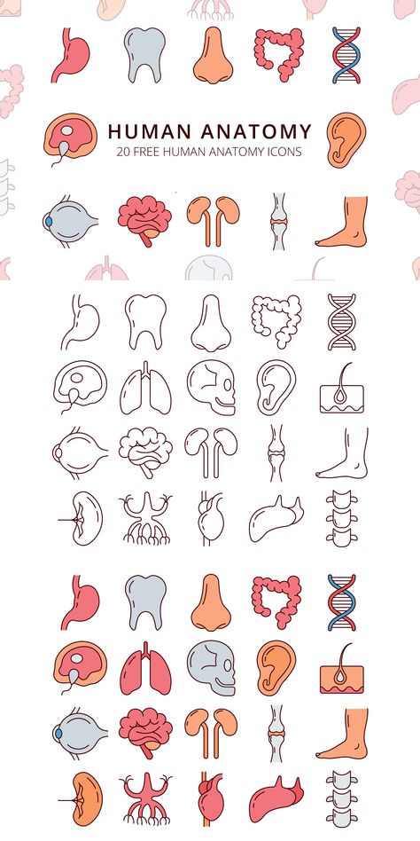 Human Anatomy Vector Free Icon Set is a useful collection of images Cute Anatomy Drawings, Medical Icon Design, Doodle Anatomy, Anatomy Doodles, Medical Doodles, Human Doodle, Anatomy Clipart, Nurses Week Quotes, Anatomy Design