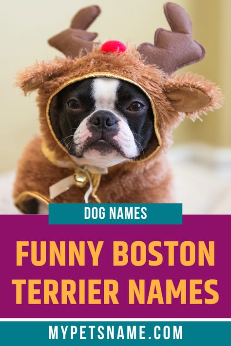 There are many ways of creating a hilarious name for a small dog such as the Boston Terrier, but our favorite is by using irony! Choosing a big dog name for a small pooch is a timeless way. So take a look at our list of funny Boston Terrier names and see if there are any that catch your eye!  #bostonterriernames #funnybostonterriernames #namesforabostonterrier Puppies Names Female, Black And White Faces, American Names, Red Boston Terriers, Jack Terrier, Boston Terrier Names, Wheaton Terrier, Boston Terrier Funny, Boston Terrier Puppy