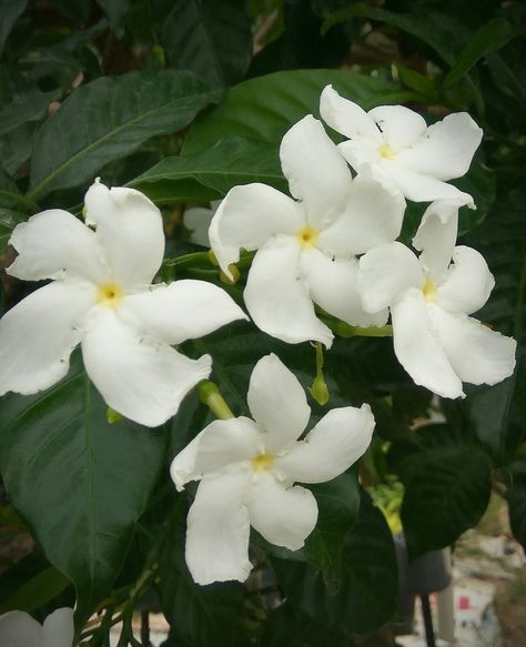 Eco Therapy, Amazing Plants, Jasmine Flower, Flowers Plants, Ancient Architecture, Live Plants, White Flower, Indoor Plants, White Flowers