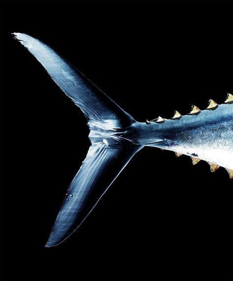 Art Department - Photography - Kenji Aoki Tuna Tattoo, Painting Black Background, Marine Life Photography, White Marlin, Tuna Fishing, Fishing Art, Black Canvas Paintings, Fishing Photography, New York Times Magazine