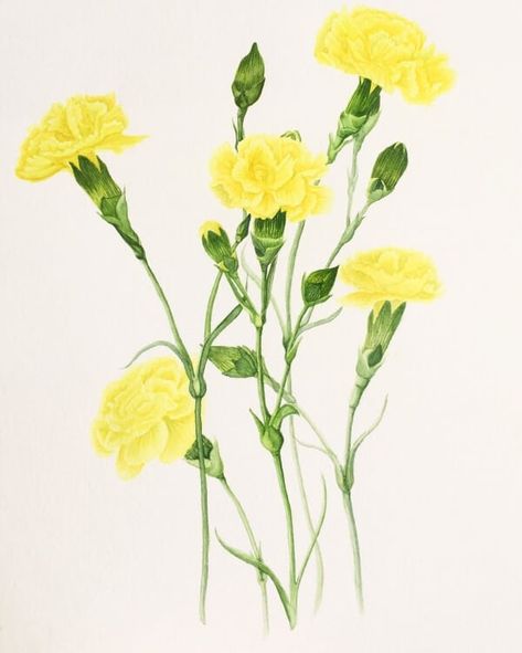 Yellow Carnation Tattoo, Carnation Drawing, Tulip Flower Drawing, Daisy Flower Drawing, Poppy Flower Drawing, Draw A Flower, Drawings For Beginners, Carnation Tattoo, Yellow Carnations