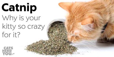 Have you ever wondered why your cat loves catnip? Or why your cat doesn't love catnip when it seems like other cats do? Here are the answers! Catnip Plant, Toxic Plants For Cats, Catnip Cat Toy, Cat Plants, Natural Cat, Cat Parenting, Chinchillas, Catnip Toys, Cat Mat