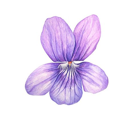 Violet by Anna Mason Violet Drawing, Modern Botanical Art, Violet Tattoo, Anna Mason, Modern Botanical, Botanical Illustrations, Violet Flower, Botanical Drawings, Tattoo Inspo