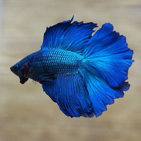 The blue betta fish is easily found in the market or betta breeder. This type comes with many tails and coloration variations which makes look quite majestic. Cool Looking Fish, Betta Fish Blue, Blue Beta Fish, Betta Fish Colors, Blue Betta Fish, Blue Fish, Fish Tank Themes, Betta Aquarium, Betta Fish Types