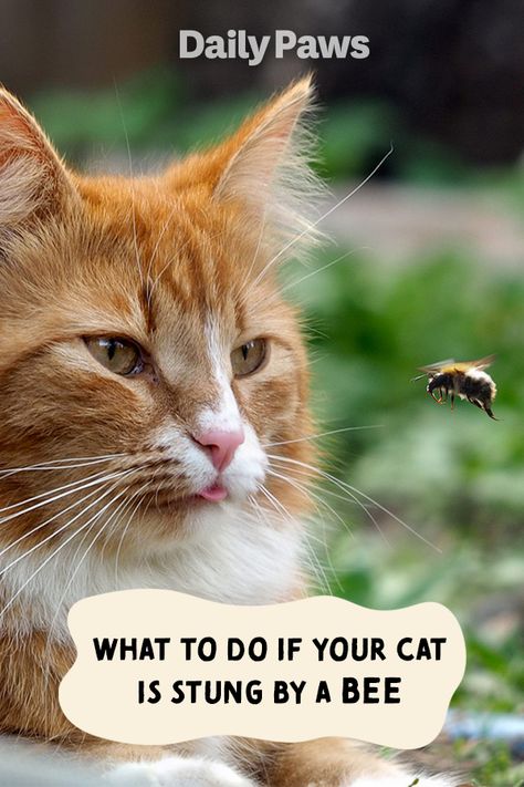 Bee stings can often be handled at home, but here's what you need to know about taking care of your cat and when to see your vet. #petcare #pets #pethealth #healthypets #petnutrition #petdiet #kittenhealth #puppyhealth Cat Bee Sting, Cat Health Problems, Cat Health Care, Bee Sting, Pet Mom, Kitten Care, Animal Nutrition, Healthy Pets, Cat Facts